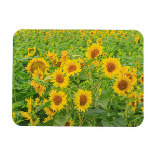 Imán Gran campo de girasoles cerca de Moses Lake, WA 2