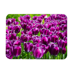 Imán Gran campo de tulipanes morados