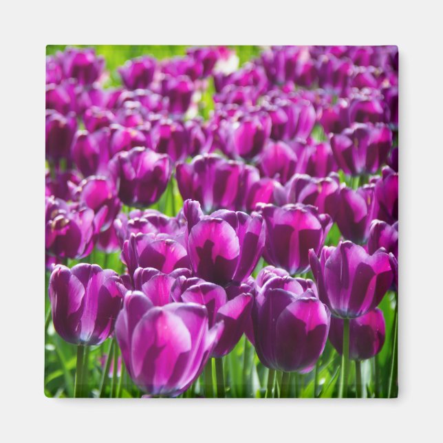 Imán Gran campo de tulipanes morados (Frente)