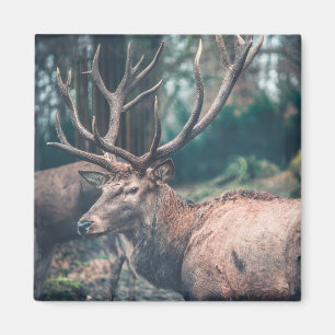 Imán Gran ciervo negro con grandes antorchas