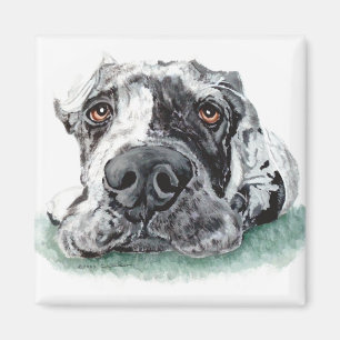 Imán Gran dane con la médula