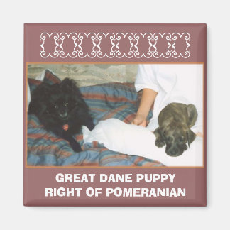 IMÁN GRAN DANE PUPPY