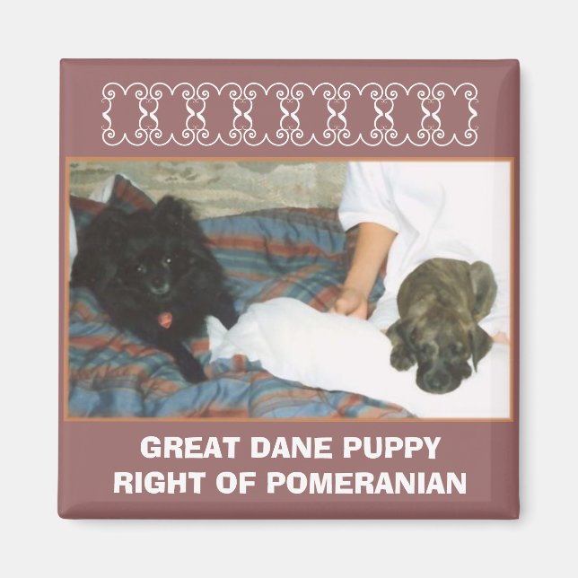 IMÁN GRAN DANE PUPPY (Frente)