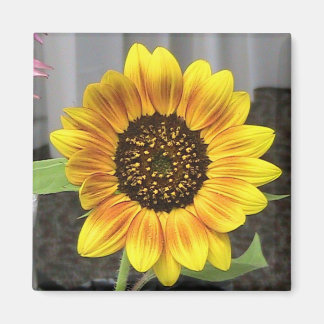 Imán Gran diseño girasol - redondo o cuadrado