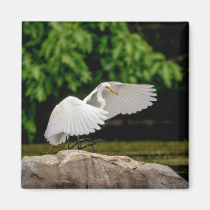 Imán Gran Egret
