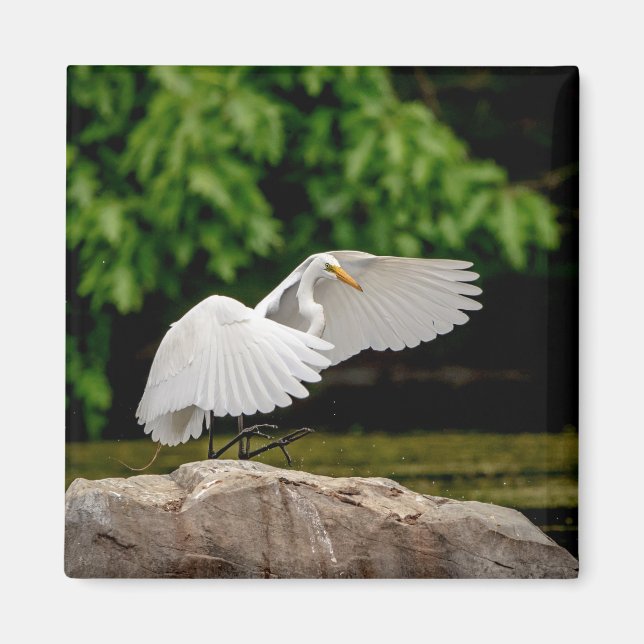 Imán Gran Egret (Frente)