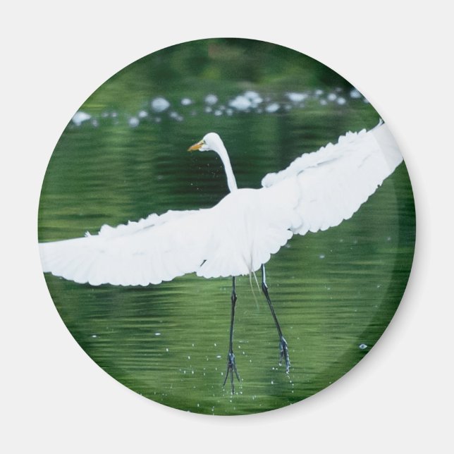 Imán Gran Egret Blanco (Frente)