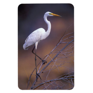 Imán Gran egret blanco