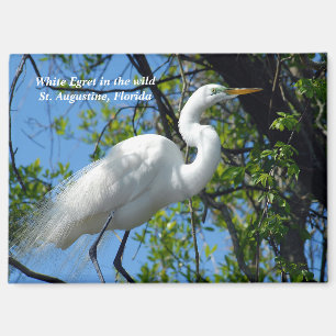Imán Gran Egret Blanco