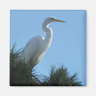 Imán Gran Egret en la soleada Florida