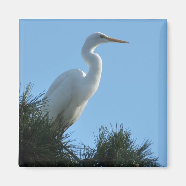 Imán Gran Egret en la soleada Florida (Frente)