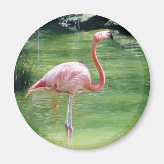 Imán Gran Flamingo