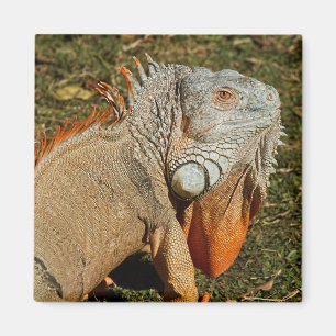 Imán Gran Iguana verde adulta en la hierba