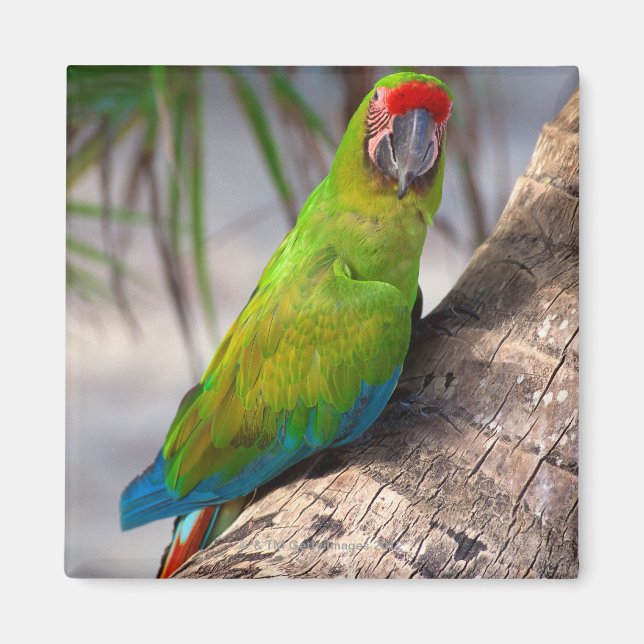 Imán Gran maca verde en un árbol (Frente)