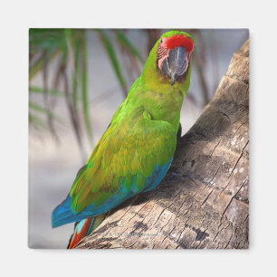 Imán Gran macaw verde en un árbol