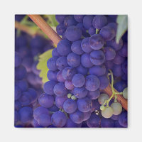 Gran manada de uvas jugosas púrpura