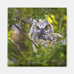 Imán Gran Owlet de cuernos