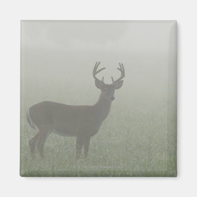 Imán Gran Parque Nacional de las Montañas Smoky, Tennes (Frente)