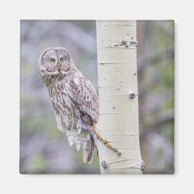 Imán Gran rama de árbol gris (Frente)