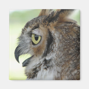 Imán Gran retrato del búho de cuernos