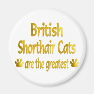 Imán Gran Shorthair británico