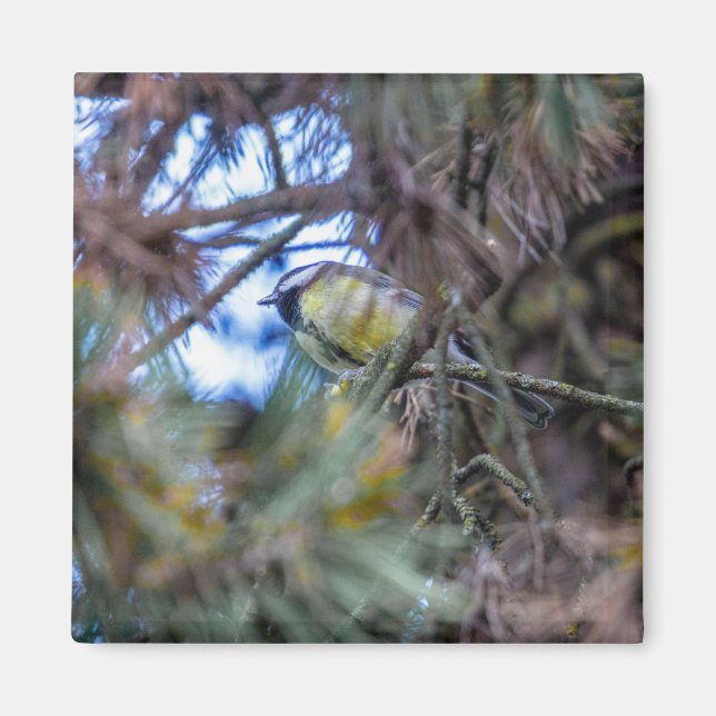 Imán Gran teta (Parus major) (Frente)