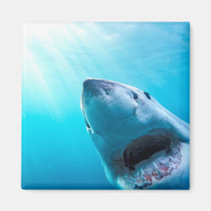 Imán Gran tiburón blanco   Sudáfrica