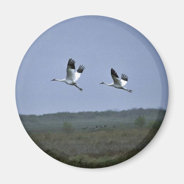 Imán Granadas de peluquería en el Refugio Nacional de V (Frente)