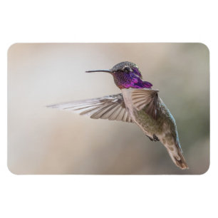 Imán grande de la foto del colibrí de la costa