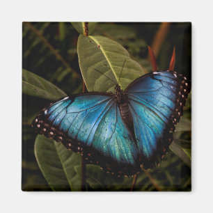Imán Grande, hermosa mariposa azul