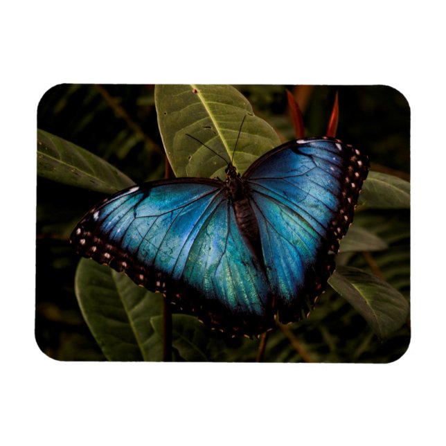 Imán Grande, hermosa mariposa azul (Horizontal)