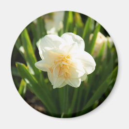 Imán Grandes daffodias blancas en un día de primavera