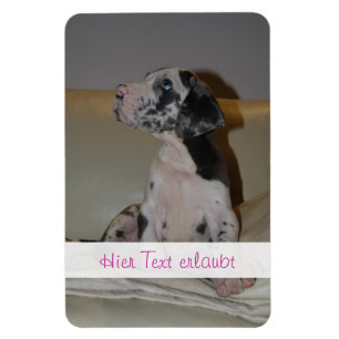 Imán Grandes daneses