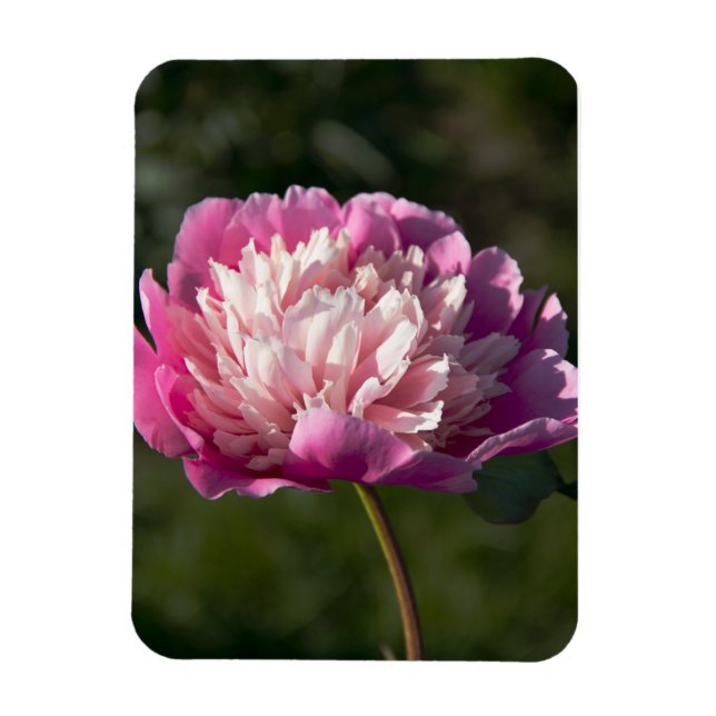 Imán Grandes flores de peonía rosadas en día de primave (Vertical)
