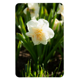 Imán Grandes narcisos blancos en un día de primavera
