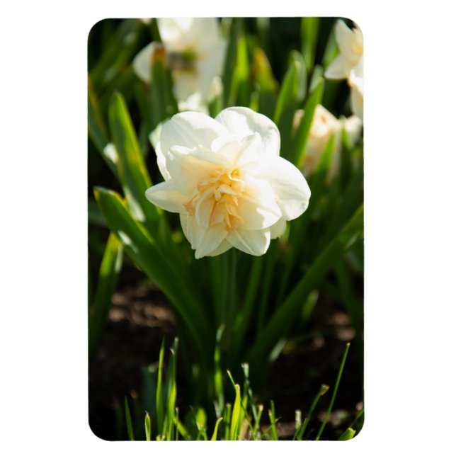 Imán Grandes narcisos blancos en un día de primavera  (Vertical)