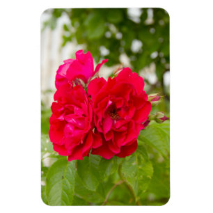 Imán Grandes rosas rojas en el jardín