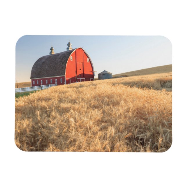 Imán Granero, campos de trigo de verano cerca de Spragu