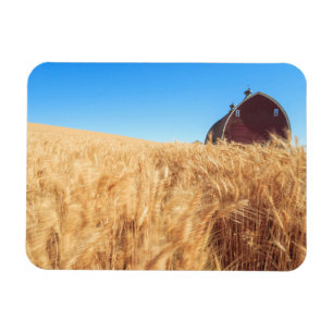 Imán Granero, campos de trigo de verano cerca de Spragu