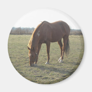Imán Granja de caballos