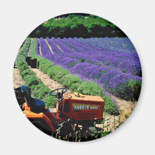 Imán Granja de la lavanda del jersey, Islas del Canal