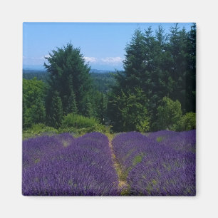 Imán Granja de lavanda