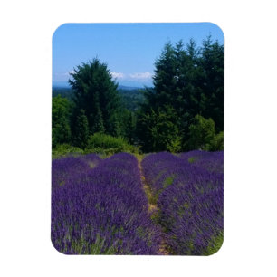 Imán Granja de lavanda