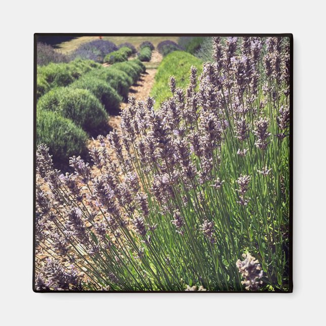 Imán Granja de lavanda (Frente)