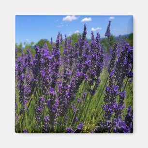 Imán Granja de lavanda