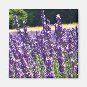 Imán Granja de lavanda