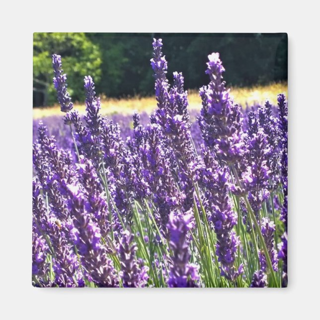 Imán Granja de lavanda (Frente)