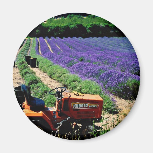 Imán Granja de lavanda de Jersey, Islas del Canal de Je (Frente)