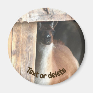 Imán Granja de Llamas Personalizada