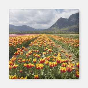 Imán Granja de tulipanes cerca de Agassiz, Columbia Bri